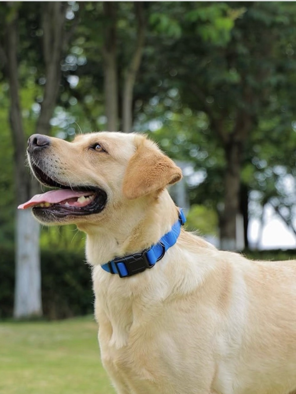 Dog Collar Waterproof